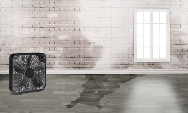 Best Ceiling water damage repair  in Millis Clicquot, MA